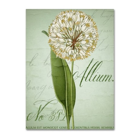 Trademark Fine Art Color Bakery 'Allium II' Canvas Art, 18x24 ALI4358-C1824GG